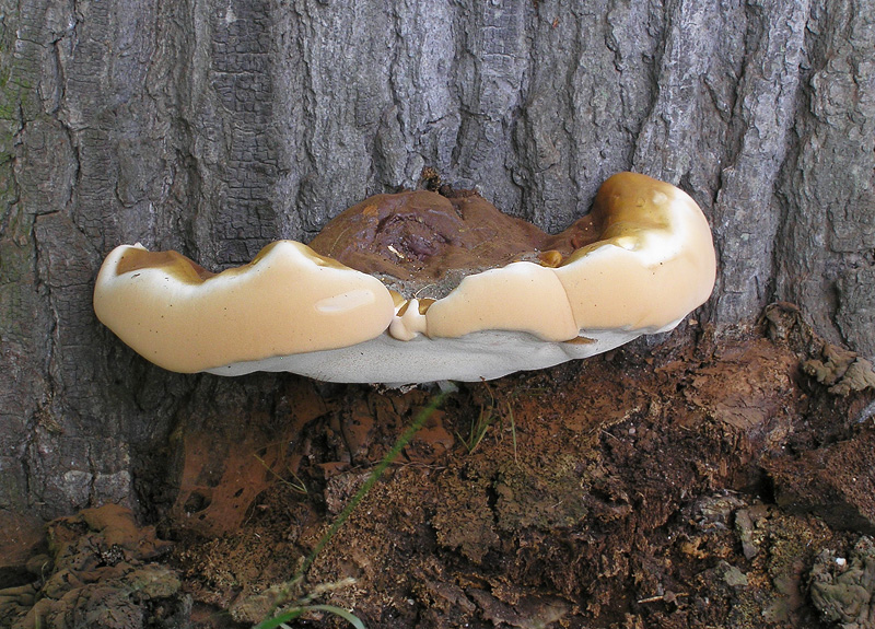 Ganoderma resinaceum